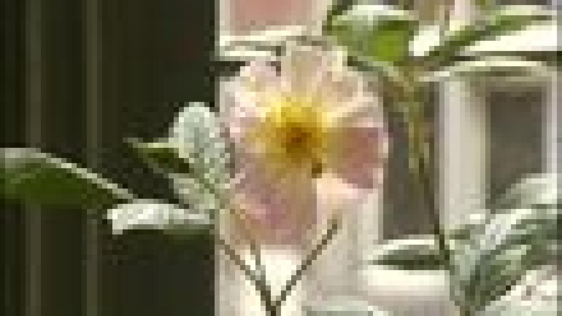 Jackie, nouvelle rose